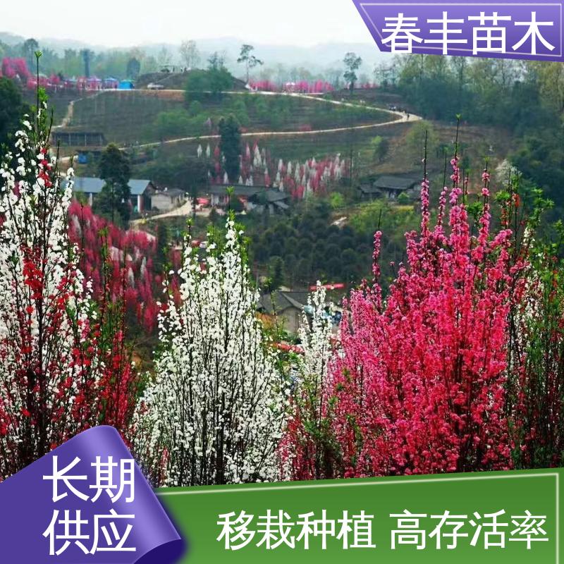 春丰苗木 基地现挖 品霞桃6-8公分 规格齐全 品种纯正