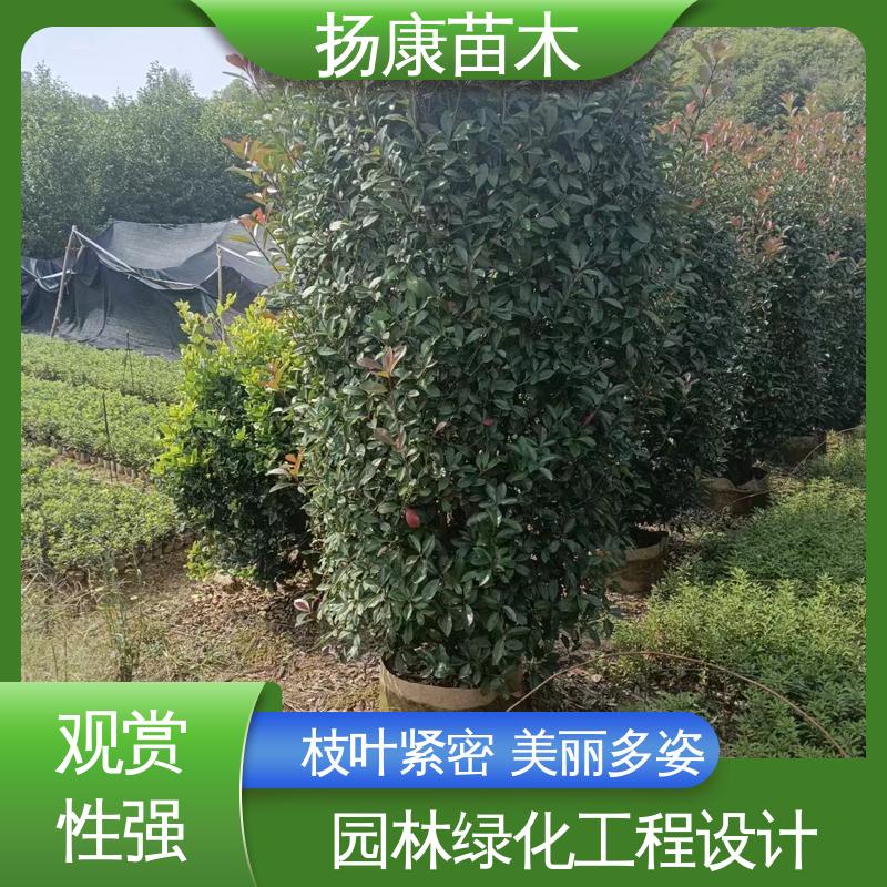 扬康苗木 基地供应 小楠 园林绿化工程设计 枝叶紧密 美丽多姿