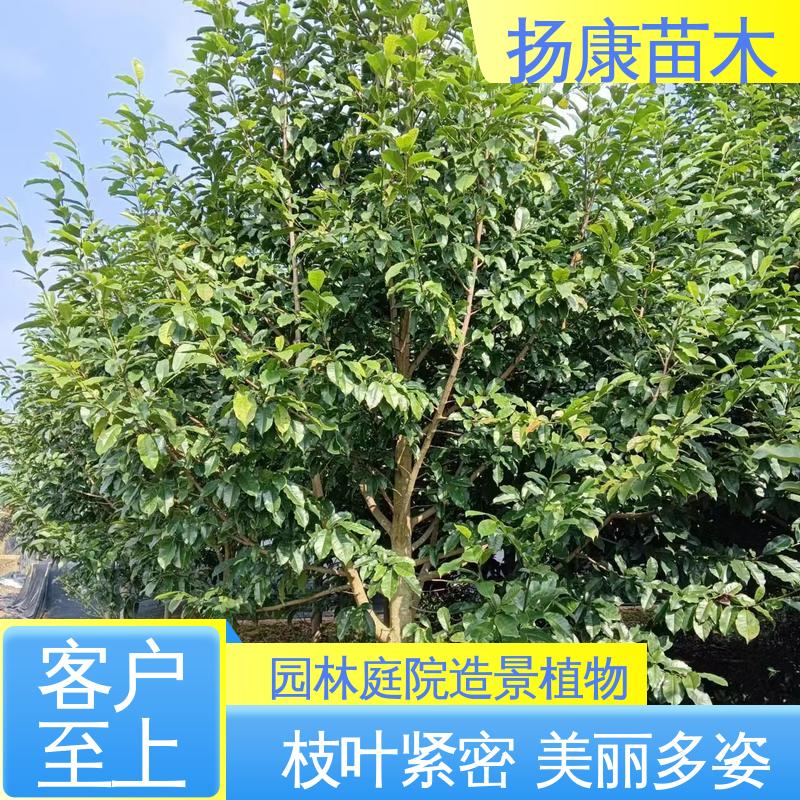 扬康苗木 15公分平 昌含笑 绿化工程专用苗 枝叶紧密 美丽多姿
