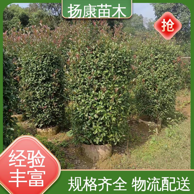 扬康苗木 基地供应 红叶石楠球 庭院小区绿化造景树 高端大气美观