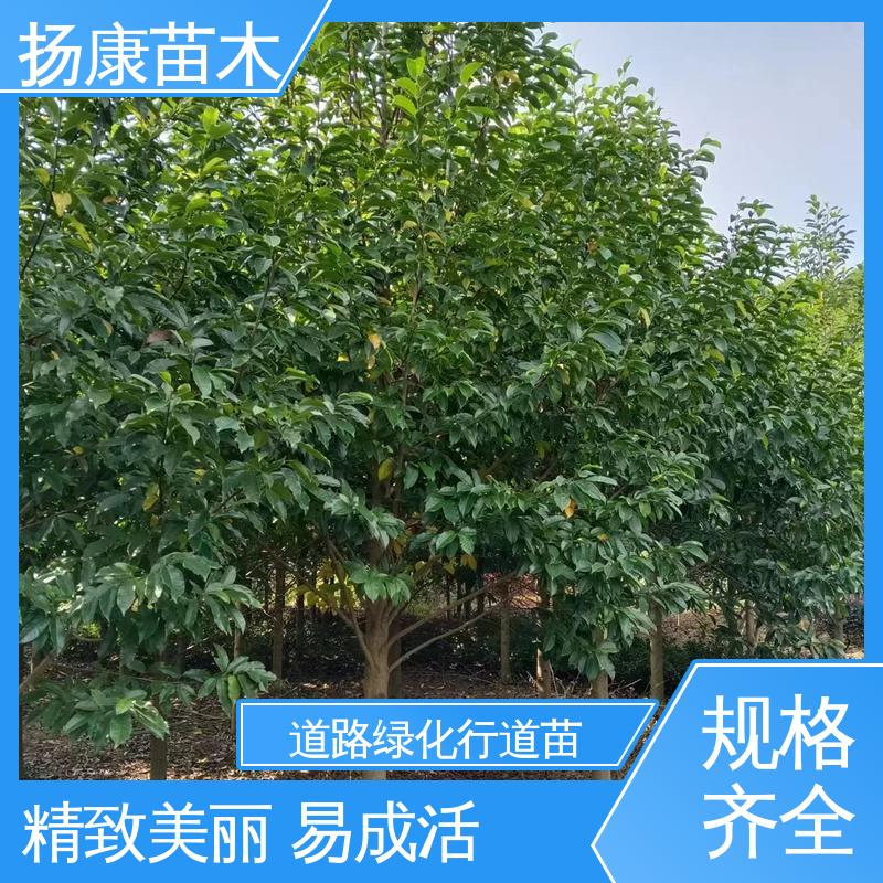 扬康苗木 基地供应 12公分乐 昌含笑 道路绿化行道苗 枝叶紧密 美丽多姿