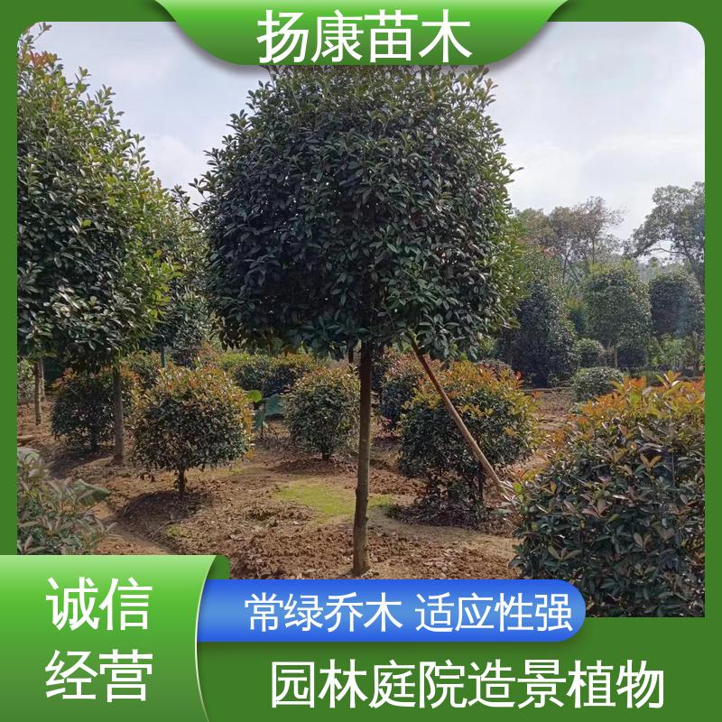 扬康苗木 红叶石楠 园林绿化工程设计 树形丰富 成活率高