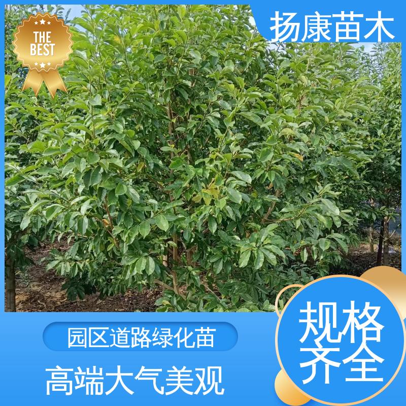 扬康苗木 湖 南 乐 昌含笑 城市景观绿化树 高端大气美观
