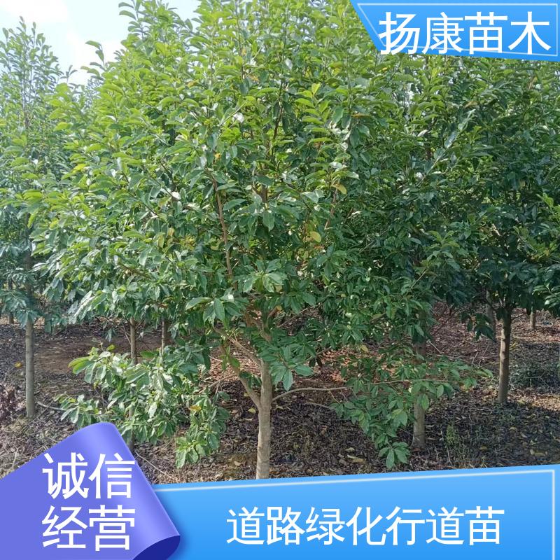 扬康苗木 乐 昌含笑苗 城市景观绿化树 精致美丽 易成活