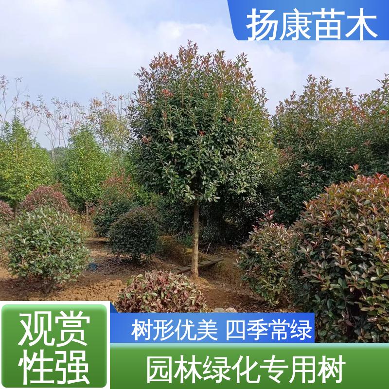 扬康苗木 红叶石楠树 园林庭院造景植物 环境适应性强
