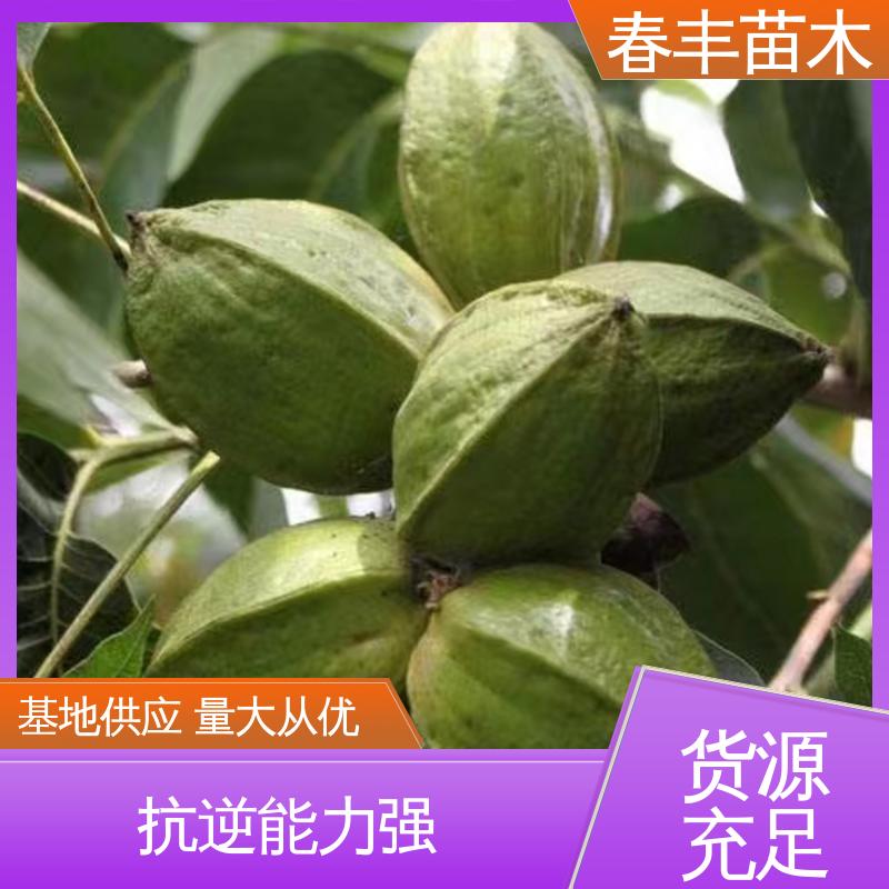 春丰苗木 碧根果树苗2元批零销售 品质好 高成活率 货源充足
