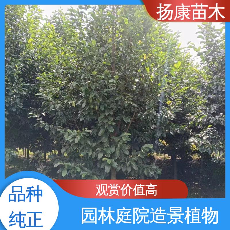 扬康苗木 乐 昌含笑苗 园林景区栽植 枝叶紧密 美丽多姿