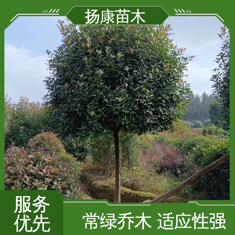 扬康苗木 基地供应 红叶石楠球 园区道路绿化苗 精致美丽 易成活