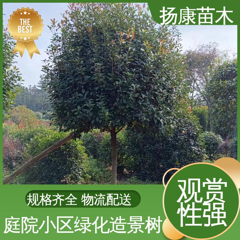 扬康苗木 红叶南栓 绿化工程专用苗 高端大气美观