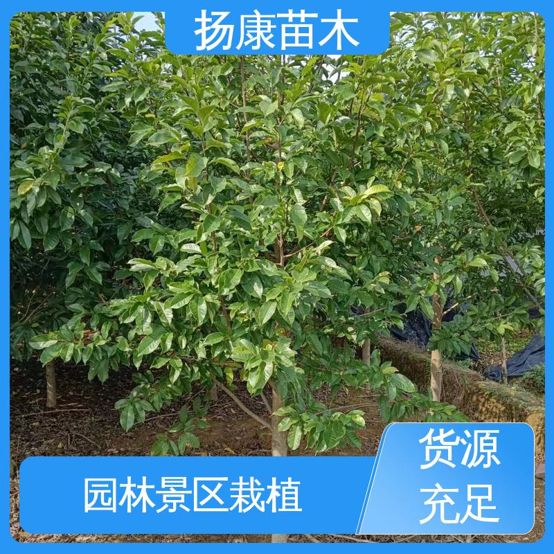 扬康苗木 12公分乐 昌含笑 园林庭院造景植物 精致美丽 易成活