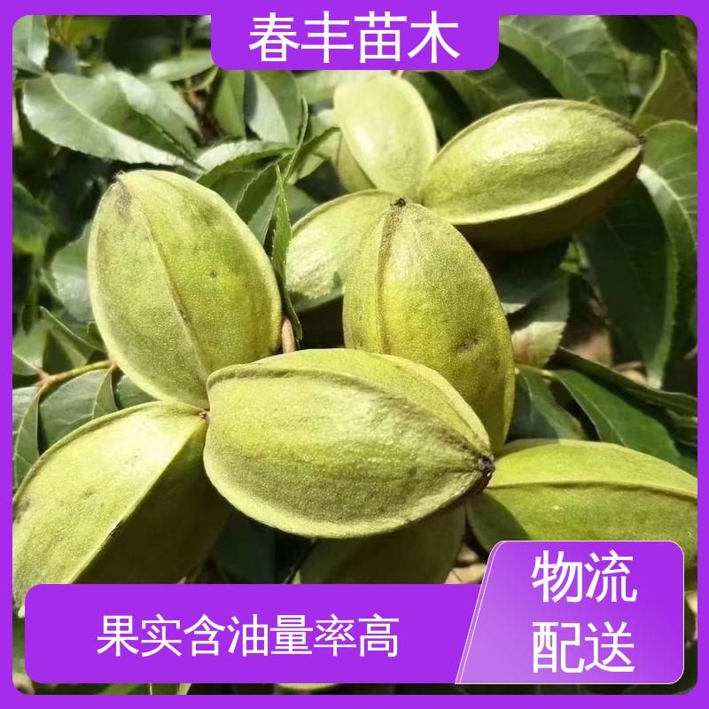 春丰苗木 碧根果容器苗3元一株 移栽种植 高存活率
