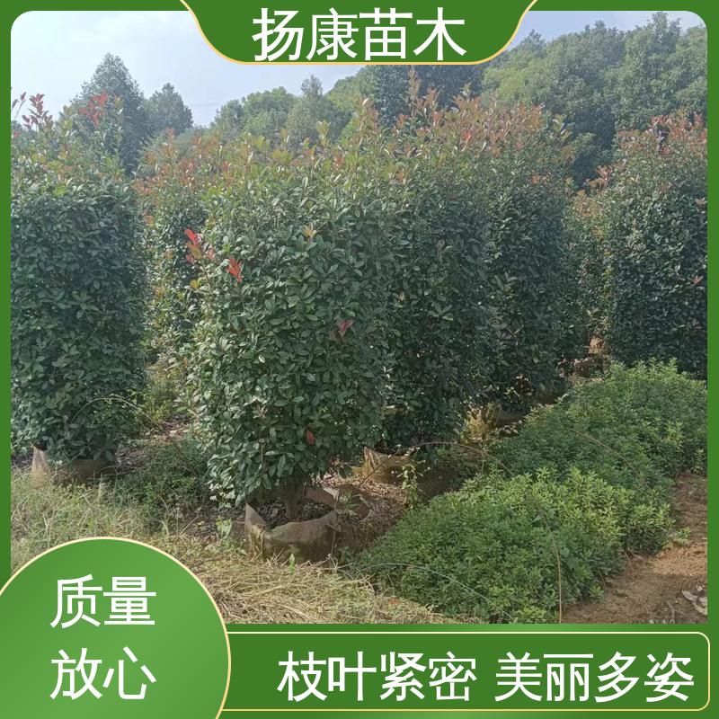 扬康苗木 小楠 绿化工程改造苗 高成活率 规格齐全