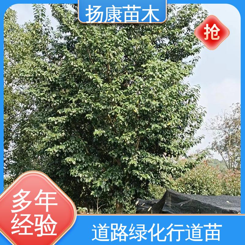 扬康苗木 基地供应 浙 江乐 昌含笑 绿化工程行道树 树形丰富 成活率高