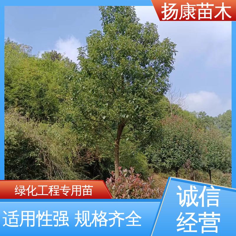 扬康苗木 基地供应 浙 江乐 昌含笑 城市景观绿化树 枝叶紧密 美丽多姿