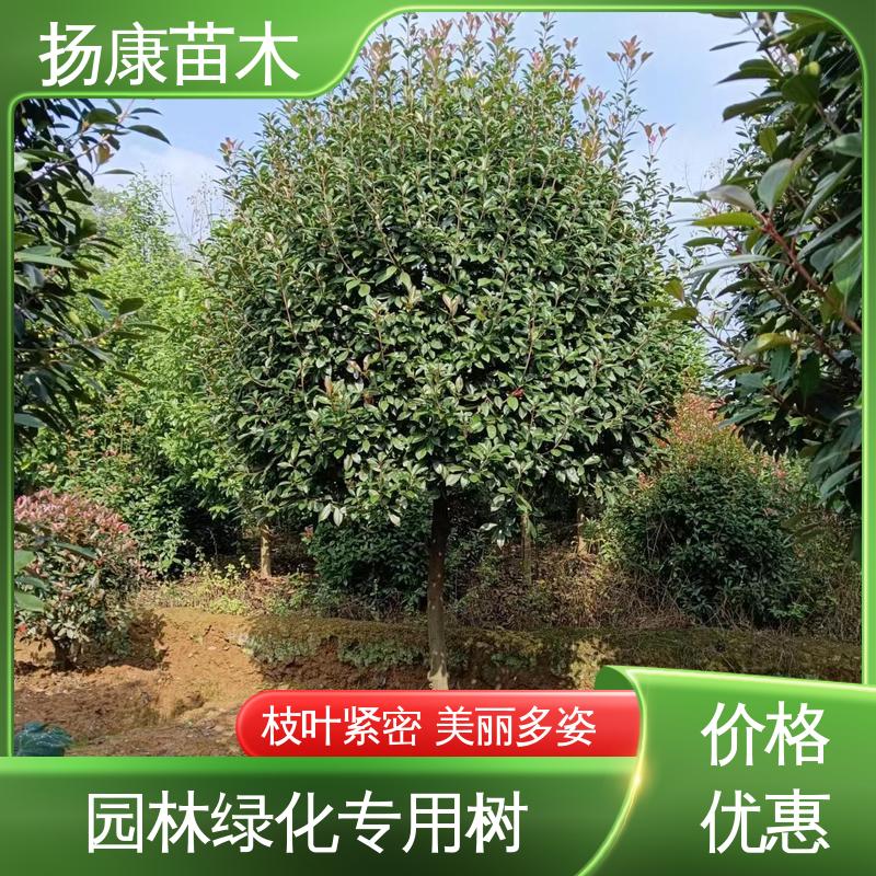 扬康苗木 基地供应 小楠 园林庭院造景植物 高端大气美观