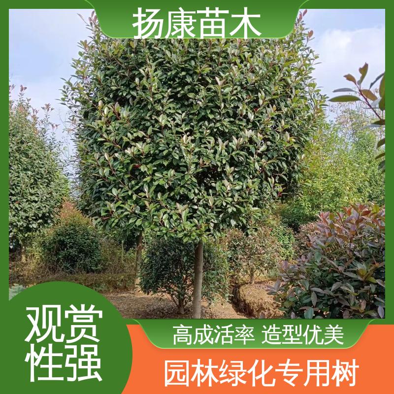 扬康苗木 基地供应 红叶石楠球 庭院小区绿化造景树 观赏价值高
