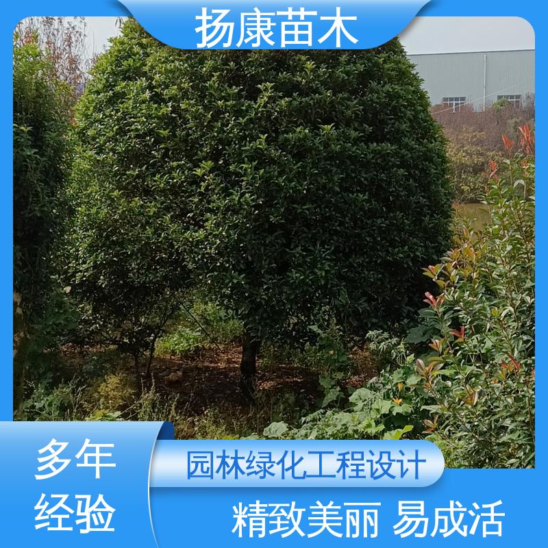 扬康苗木 基地供应 15公分平 昌含笑 园区道路绿化苗 精致美丽 易成活