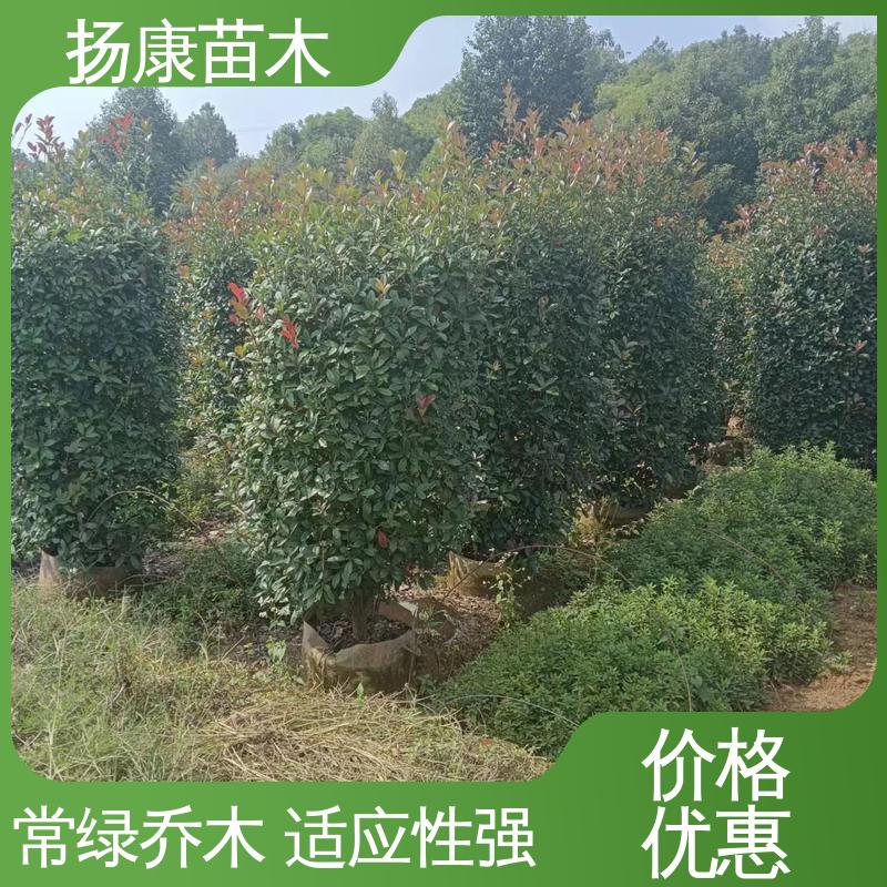 扬康苗木 基地供应 红叶石楠树 道路绿化行道苗 适用性强 规格齐全