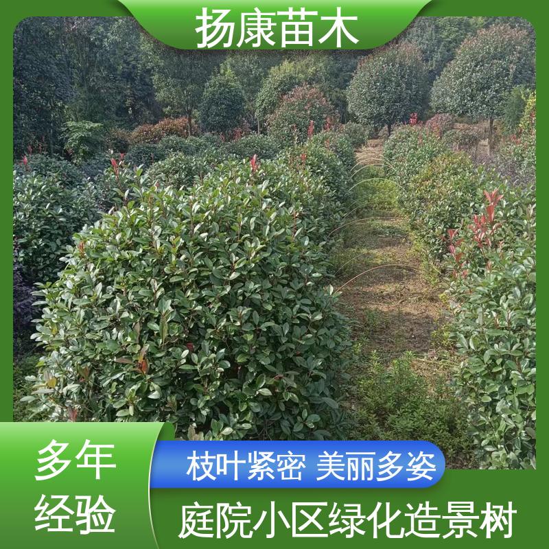 扬康苗木 基地供应 纸石楠球 绿化工程行道树 树形丰富 成活率高