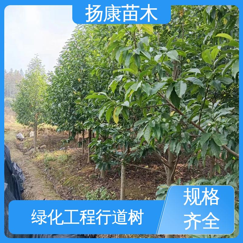 扬康苗木 基地供应 精品乐 昌含笑 园林绿化工程设计 枝叶紧密 美丽多姿