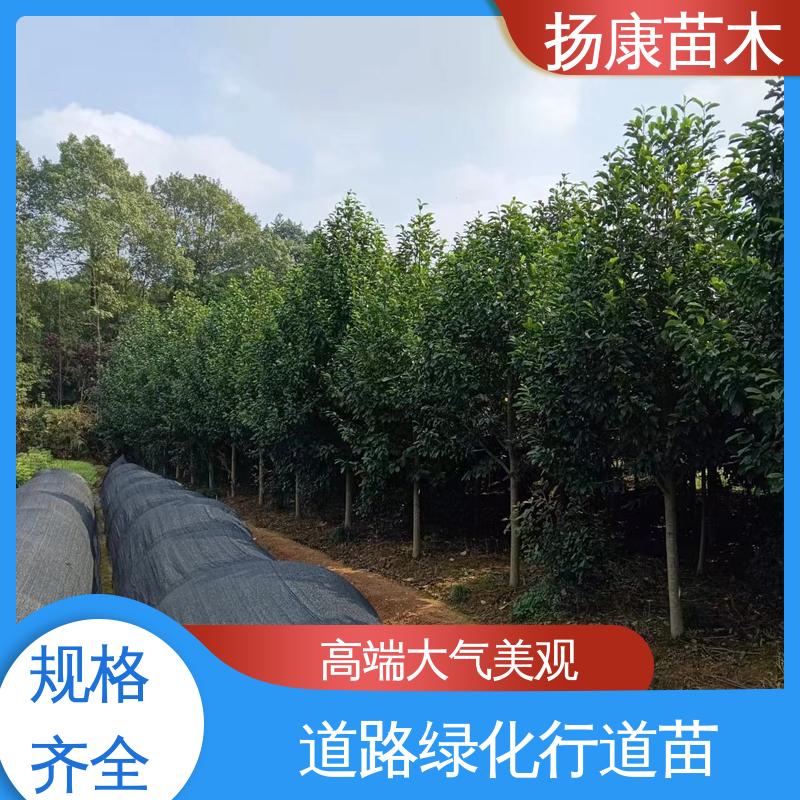 扬康苗木 乐 昌含笑苗 道路绿化行道苗 造型优美 易成活