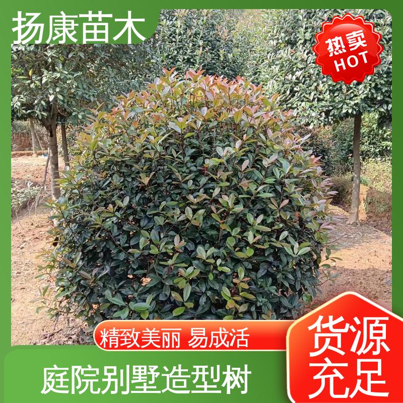 扬康苗木 纸石楠球 城市景观绿化树 高成活率 规格齐全