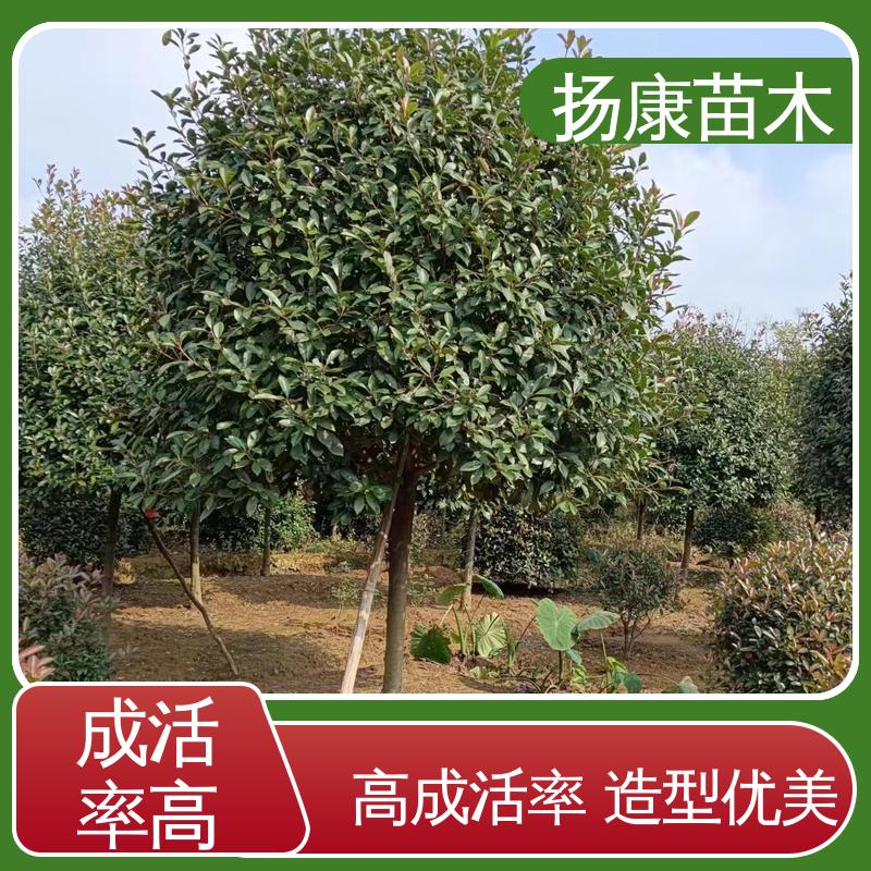 扬康苗木 基地供应 红叶石楠球 绿化工程专用苗 环境适应性强