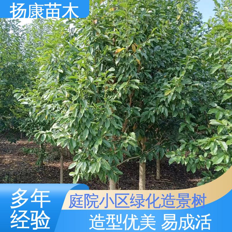 扬康苗木 湖 南 乐 昌含笑 庭院小区绿化造景树 枝叶紧密 美丽多姿