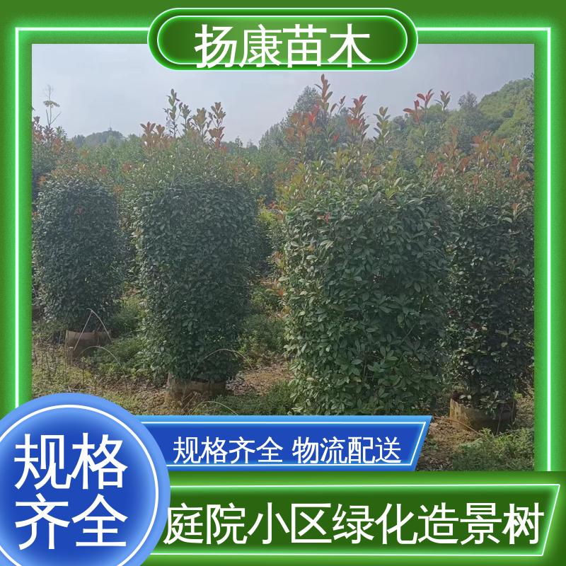 扬康苗木 基地供应 纸石楠球 庭院小区绿化造景树 适用性强 规格齐全