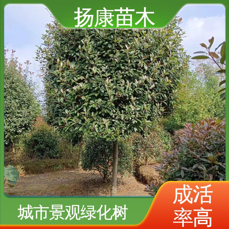 扬康苗木 基地供应 红叶石楠树 绿化工程行道树 树形丰富 成活率高