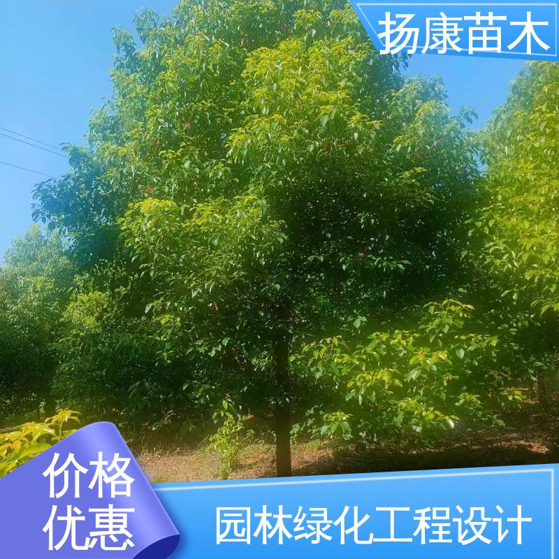 扬康苗木 基地供应 12公分乐 昌含笑 道路绿化行道苗 观赏价值高