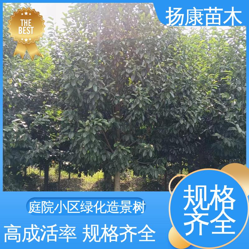 扬康苗木 浙 江乐 昌含笑 城市景观绿化树 高端大气美观