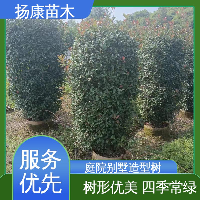 扬康苗木 纸石楠球 道路绿化行道苗 环境适应性强