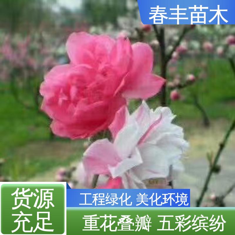 春丰苗木 桃花树苗1米高 庭院别墅造景树 花瓣多 花朵大 效果佳