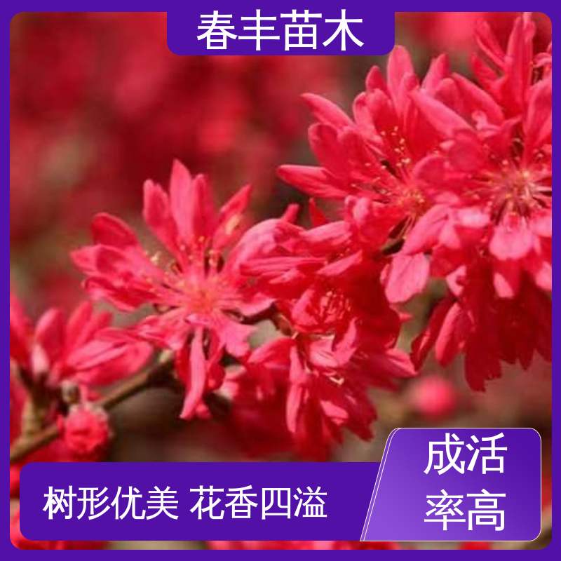 春丰苗木 观赏桃苗重点培育 绿化工程行道树 花团锦簇 精致美丽