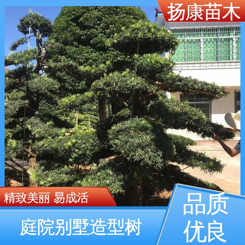 扬康苗木 四 川罗汉松 公园景区装饰露地盆栽 高端大气镇宅