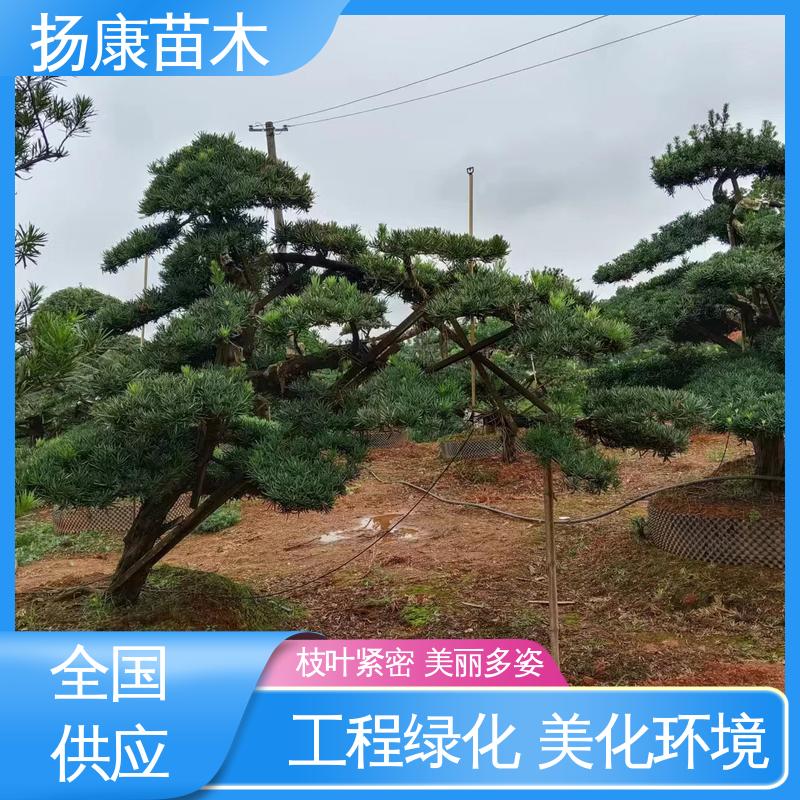 扬康苗木 基地供应 湖 南罗汉松 园林绿化工程设计 适用性强 规格齐全
