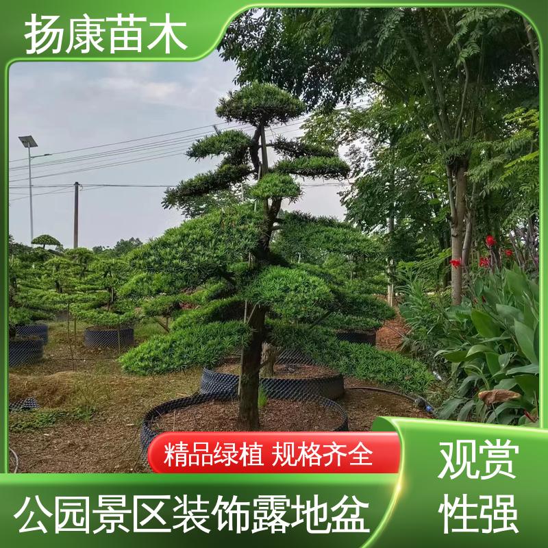 扬康苗木 浙 江罗山松 城市景观绿化树 常绿乔木 适应性强