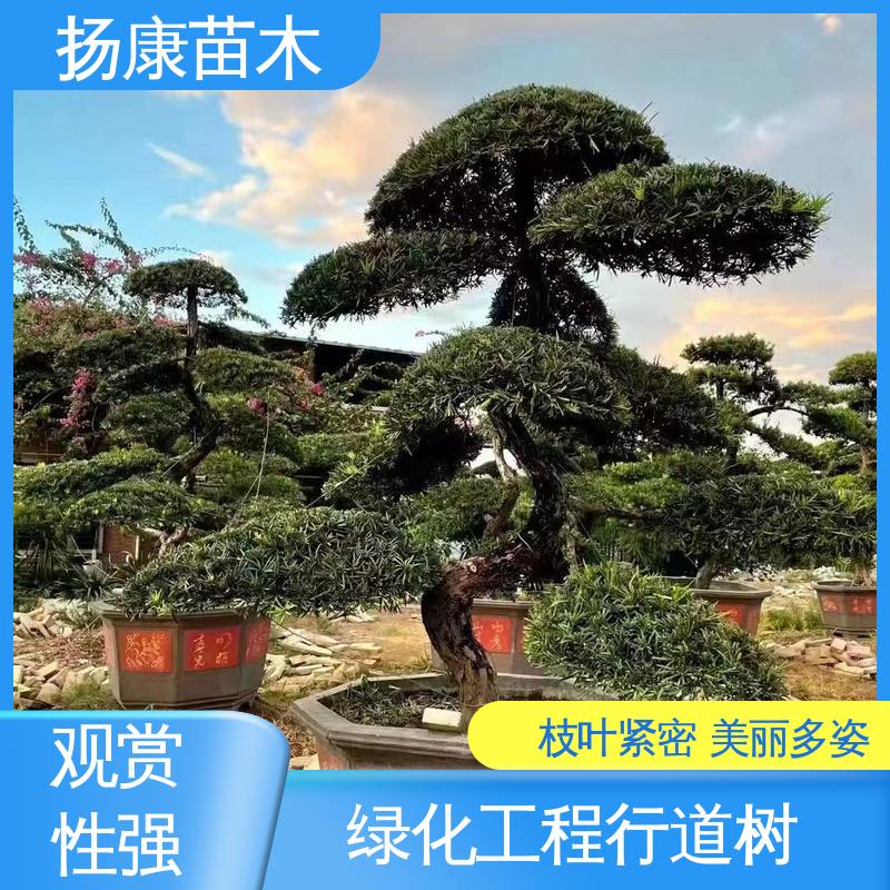 扬康苗木 基地供应 斜票风罗松 庭院别墅造景树 观赏价值高