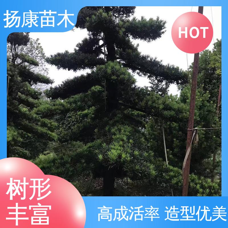 扬康苗木 浙 江罗山松 园林庭院造景植物 观赏价值高