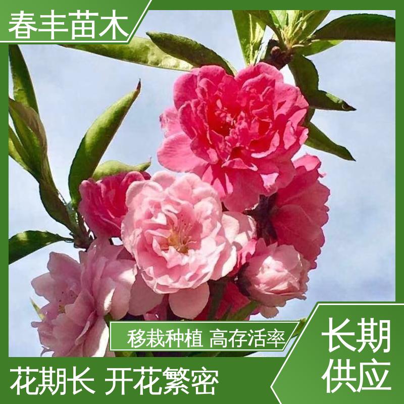 春丰苗木 基地现挖 洒红龙柱40元装车 质量合格 一条龙培育