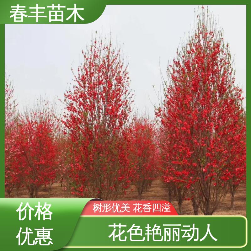 春丰苗木 基地供应 垂枝碧桃30元打土球上车 质量合格 一条龙培育