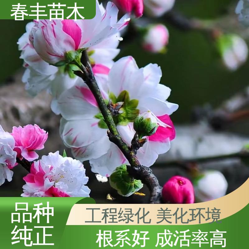 春丰苗木 基地现挖 垂枝花桃5-9公分 规格齐全 品种纯正