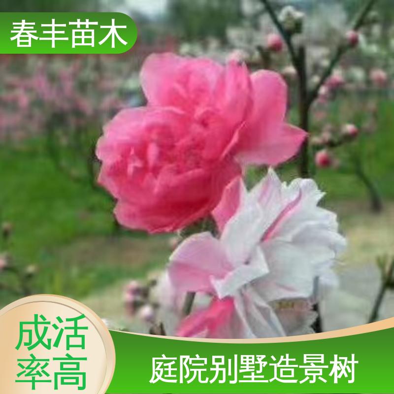 春丰苗木 基地现挖 青叶碧桃 8-10公分 花叶秀丽 易成活
