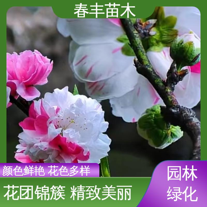 春丰苗木 基地现挖 品虹桃6-8公分 花色艳丽动人