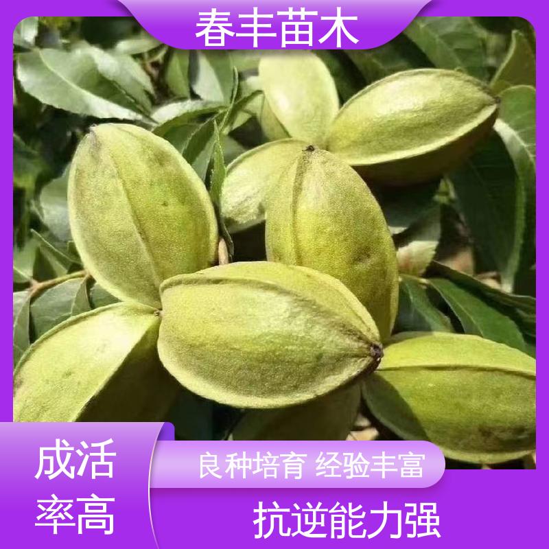 春丰苗木 碧根果苗子专业育苗 品质好 根系发达 耐水湿