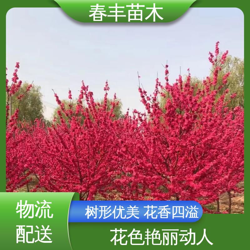 春丰苗木 基地供应 洒金碧桃5-9公分 花色艳丽动人