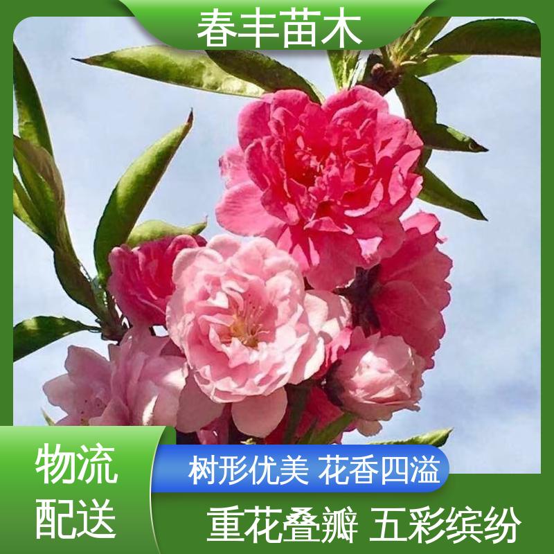 春丰苗木 基地供应 簪粉 8-10公分 花瓣多 花朵大 