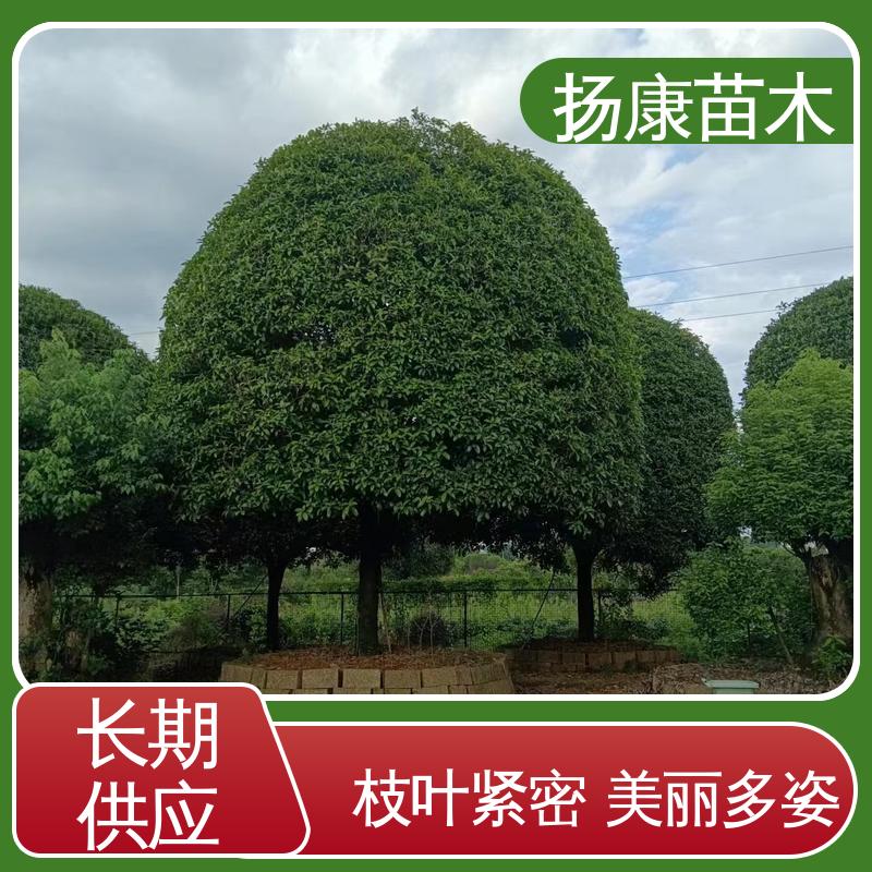 扬康苗木 基地供应 20公分桂花 绿化工程专用苗 精致美丽 易成活