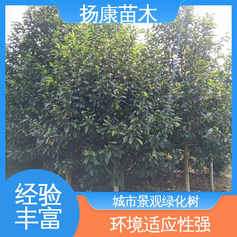 扬康苗木 浙 江乐 昌含笑 园林绿化专用树 环境适应性强